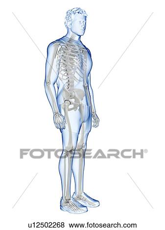 Human skeleton, illustration View Large Photo Image Stock Photo - Human skeleton, illustration. Fotosearch