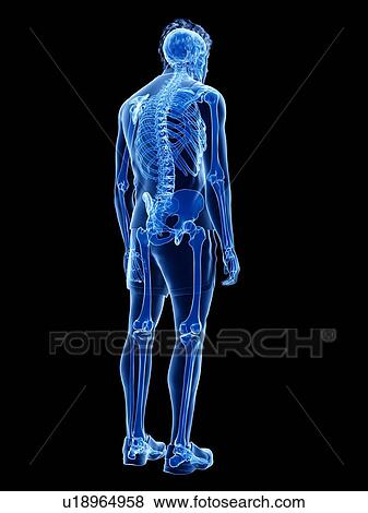 Stock Photo - Human skeleton, illustration. Fotosearch