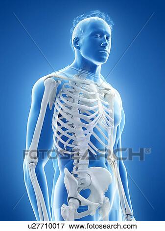 Stock Photo - Human skeleton, illustration. Fotosearch