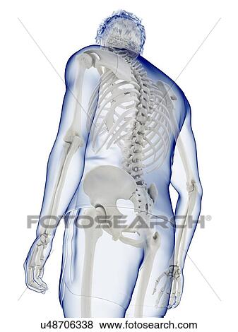 Stock Photo - Human skeleton, illustration. Fotosearch