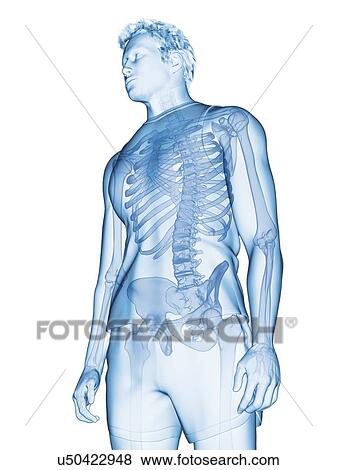 Human skeleton, illustration View Large Photo Image Stock Photo - Human skeleton, illustration. Fotosearch