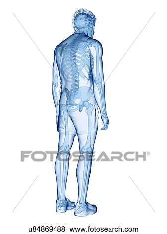 Stock Photo - Human skeleton, illustration. Fotosearch