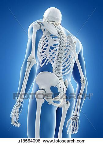 Human skeleton, illustration View Large Photo Image Stock Photograph - Human skeleton, illustration. Fotosearch