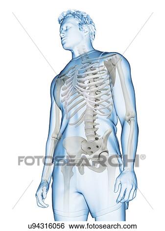 Human skeleton, illustration View Large Photo Image Stock Photograph - Human skeleton, illustration. Fotosearch