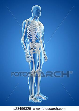 Stock Photography - Human skeleton, illustration. Fotosearch