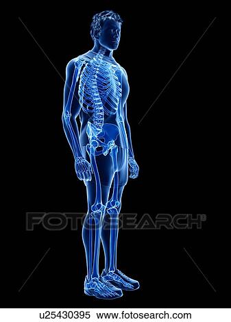 Human skeleton, illustration View Large Photo Image Stock Photography - Human skeleton, illustration. Fotosearch
