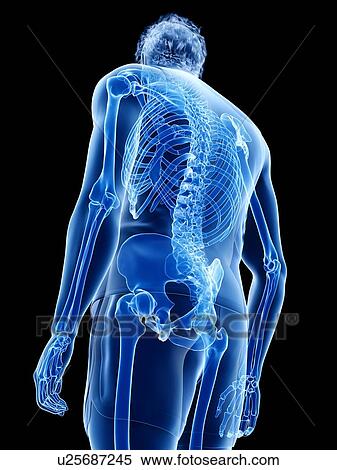 Human skeleton, illustration View Large Photo Image Stock Photography - Human skeleton, illustration. Fotosearch