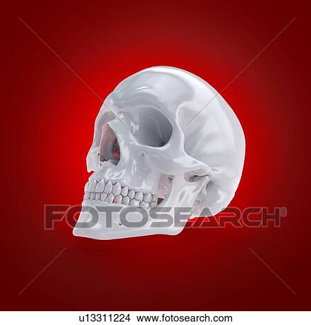 Human skull, computer illustration. View Large Photo Image Picture - Human skull, computer illustration.. Fotosearch
