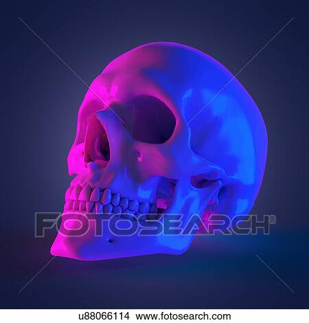 Picture - Human skull, computer illustration.. Fotosearch