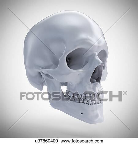 Stock Image - Human skull, computer illustration.. Fotosearch