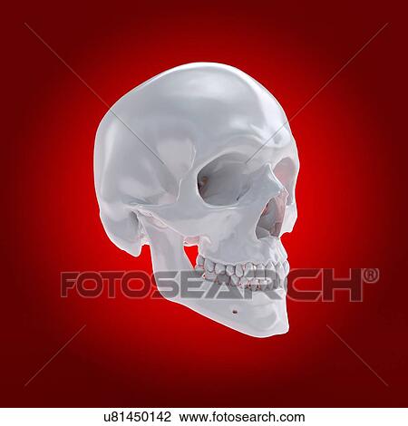 Stock Image - Human skull, computer illustration.. Fotosearch