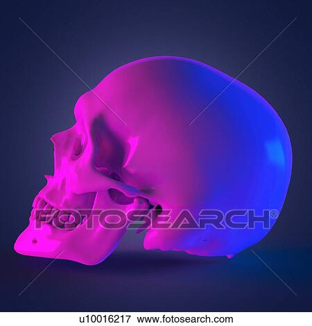 Stock Photo - Human skull, computer illustration.. Fotosearch