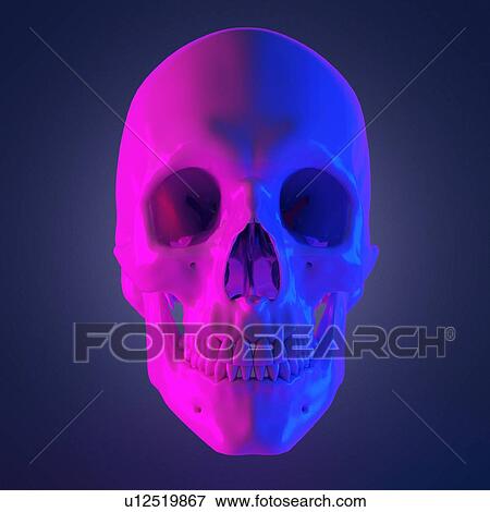 Stock Photo - Human skull, computer illustration.. Fotosearch
