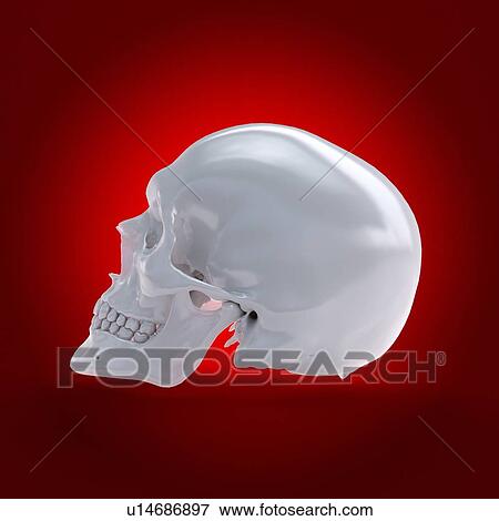Stock Photo - Human skull, computer illustration.. Fotosearch