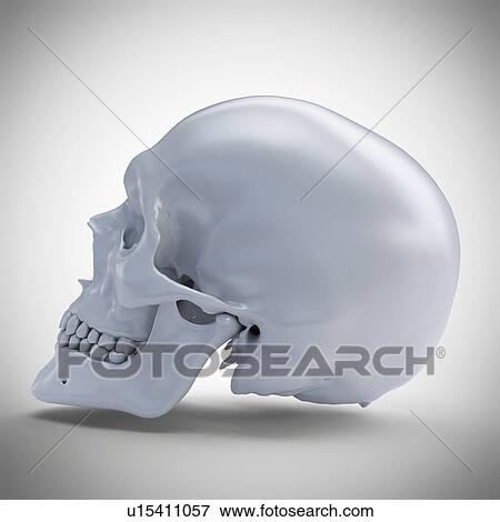 Stock Photo - Human skull, computer illustration.. Fotosearch
