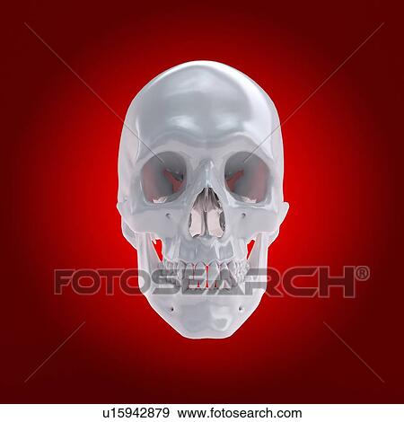 Stock Photo - Human skull, computer illustration.. Fotosearch