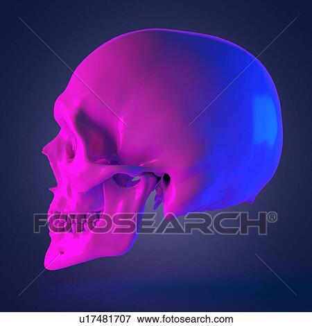 Human skull, computer illustration. View Large Photo Image Stock Photo - Human skull, computer illustration.. Fotosearch