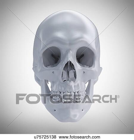 Stock Photo - Human skull, computer illustration.. Fotosearch