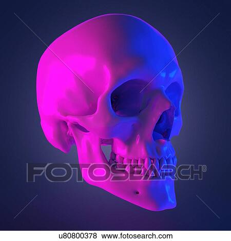 Stock Photo - Human skull, computer illustration.. Fotosearch