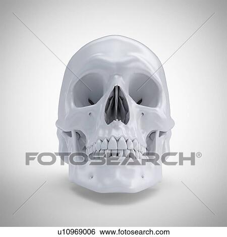 Stock Photograph - Human skull, computer illustration.. Fotosearch