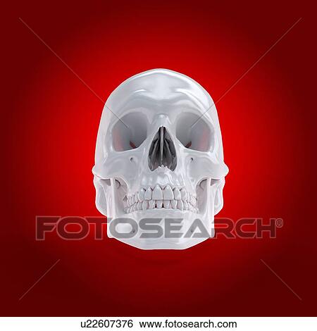 Human skull, computer illustration. View Large Photo Image Stock Photograph - Human skull, computer illustration.. Fotosearch