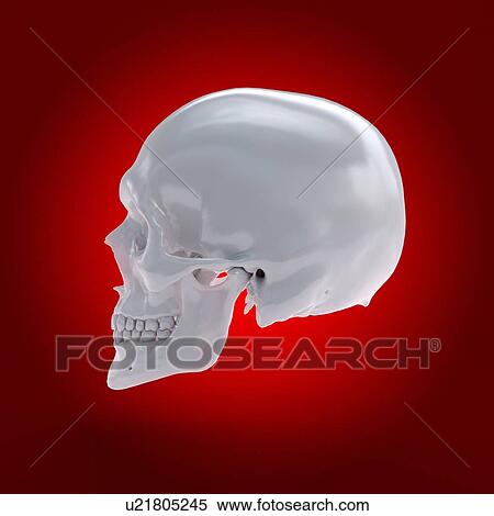 Human skull, computer illustration. View Large Photo Image Stock Photography - Human skull, computer illustration.. Fotosearch