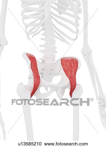 Stock Image - Iliacus muscle, computer illustration.. Fotosearch