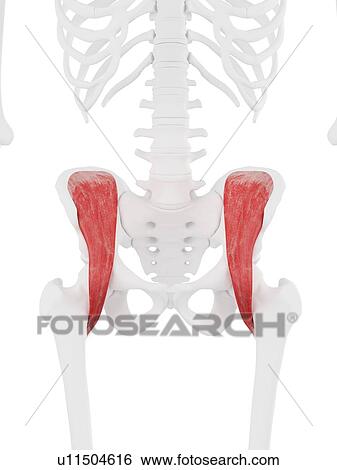Stock Photograph - Iliacus muscle, computer illustration.. Fotosearch
