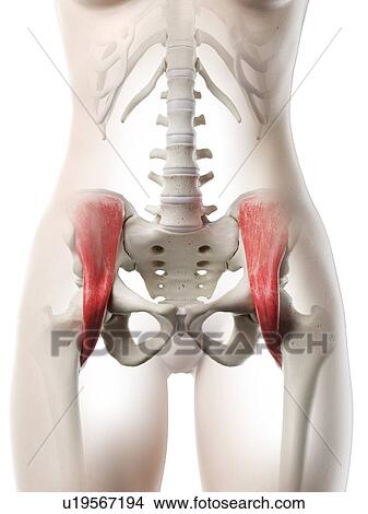 Iliacus muscle, illustration View Large Photo Image Picture - Iliacus muscle, illustration. Fotosearch