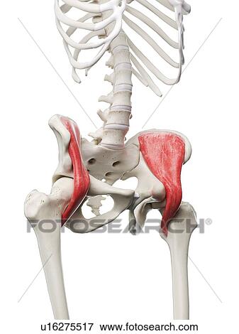 Stock Photo - Iliacus muscle, illustration. Fotosearch