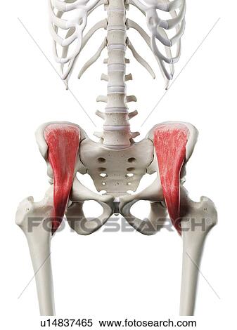 Stock Photography - Iliacus muscle, illustration. Fotosearch