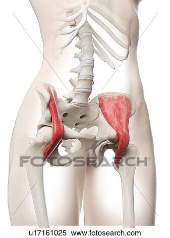 Stock Photography - Iliacus muscle, illustration. Fotosearch