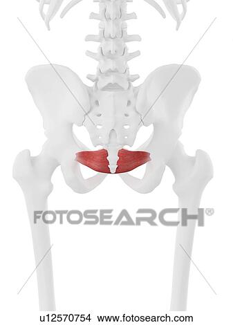 Picture - Iliococcygeus muscle, computer illustration.. Fotosearch