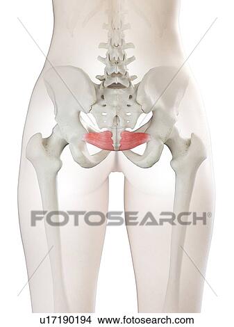Iliococcygeus muscle, illustration View Large Photo Image Picture - Iliococcygeus muscle, illustration. Fotosearch