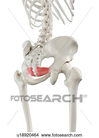 Picture - Iliococcygeus muscle, illustration. Fotosearch