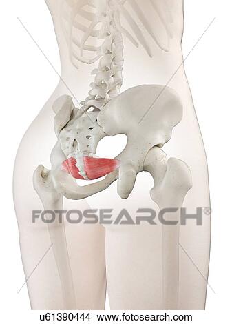 Iliococcygeus muscle, illustration View Large Photo Image Picture - Iliococcygeus muscle, illustration. Fotosearch