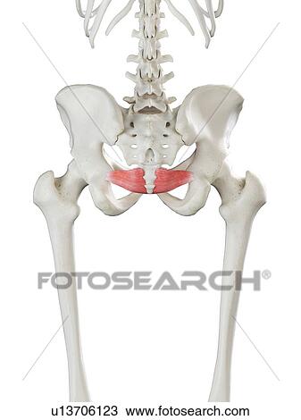 Iliococcygeus muscle, illustration View Large Photo Image Stock Image - Iliococcygeus muscle, illustration. Fotosearch