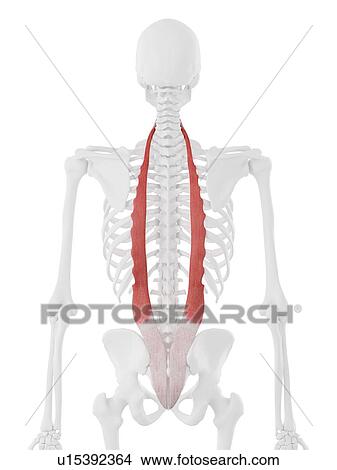Iliocostalis muscle, computer illustration. View Large Photo Image Picture - Iliocostalis muscle, computer illustration.. Fotosearch