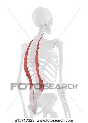 Stock Photo - Iliocostalis muscle, computer illustration.. Fotosearch