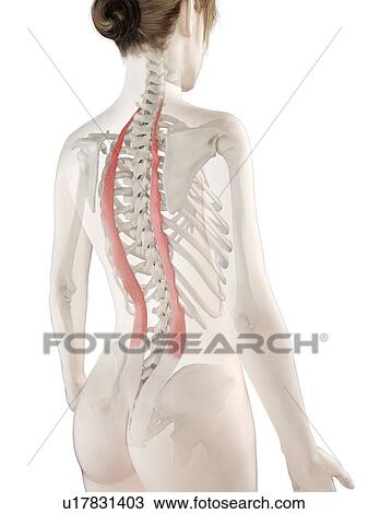 Stock Image - Iliocostalis muscle, illustration. Fotosearch