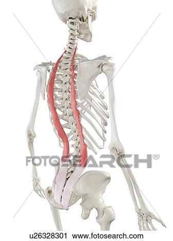 Stock Image - Iliocostalis muscle, illustration. Fotosearch