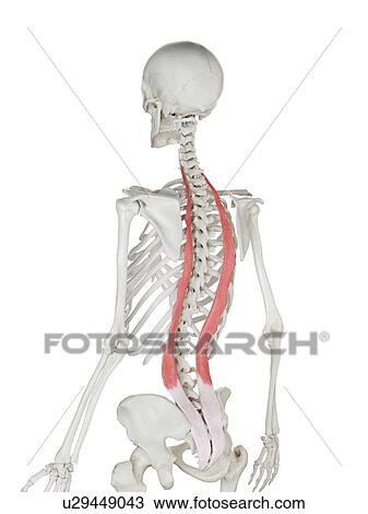 Stock Image - Iliocostalis muscle, illustration. Fotosearch