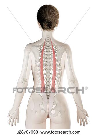 Stock Photo - Iliocostalis muscle, illustration. Fotosearch