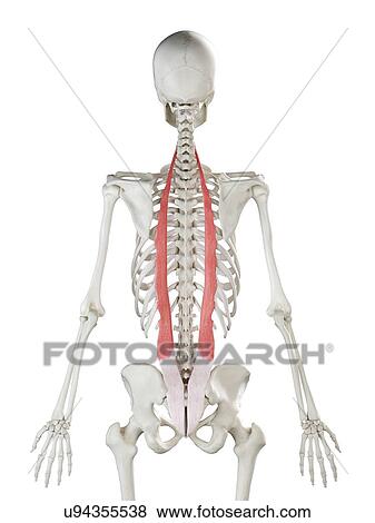 Stock Photo - Iliocostalis muscle, illustration. Fotosearch