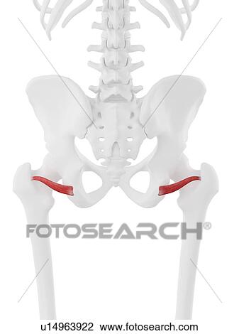 Inferior gemellus muscle, computer illustration. View Large Photo Image Stock Image - Inferior gemellus muscle, computer illustration.. Fotosearch