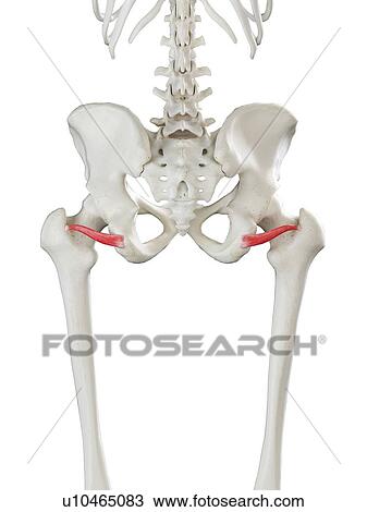 Stock Image - Inferior gemellus muscle, illustration. Fotosearch