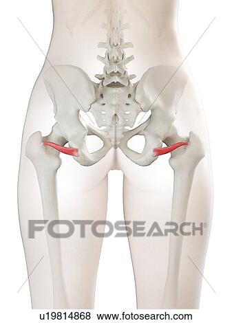 Stock Photo - Inferior gemellus muscle, illustration. Fotosearch