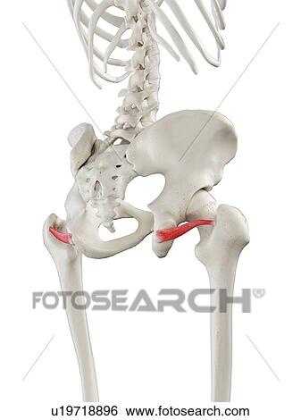 Inferior gemellus muscle, illustration View Large Photo Image Stock Photograph - Inferior gemellus muscle, illustration. Fotosearch