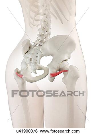 Stock Photograph - Inferior gemellus muscle, illustration. Fotosearch