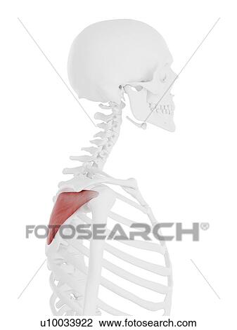 Stock Image - Infraspinatus muscle, computer illustration.. Fotosearch